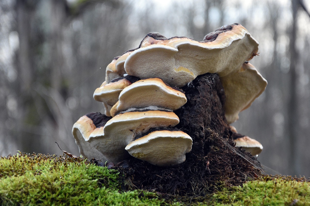 凤凰城怎样上西瓜视频账号注册